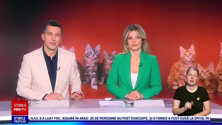 Expoziție internațională de pisici, la Iași. Sute de feline din 21 de rase și-au etalat frumusețea