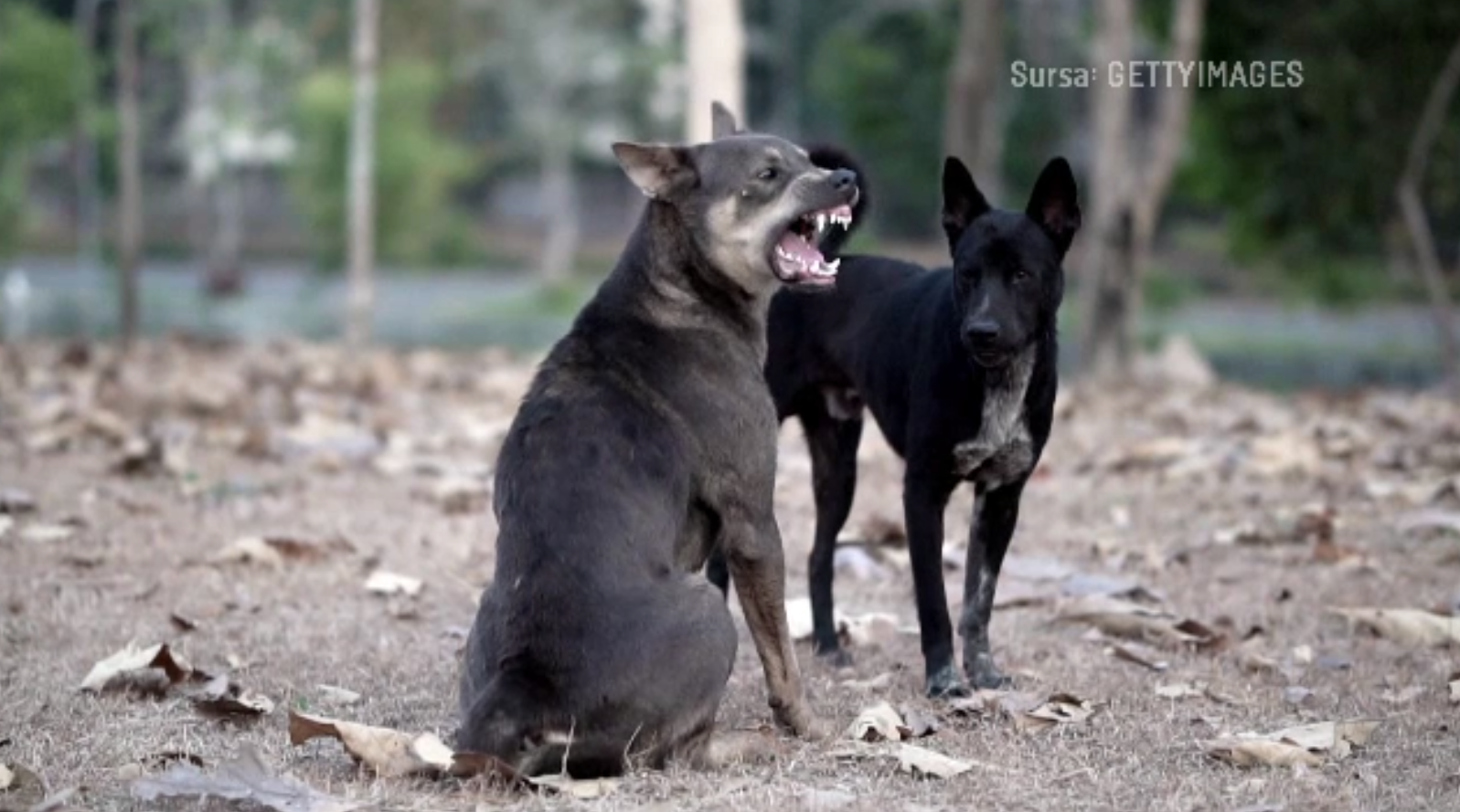 Un copil de 3 ani a fost ucis de câini fără stăpân, în Vrancea. Trupul i-a fost găsit într-un canal plin de gunoaie