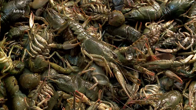 Racii sunt noua delicatesă din farfuriile românilor. Cererea crește, iar controalele se intensifică în Delta Dunării