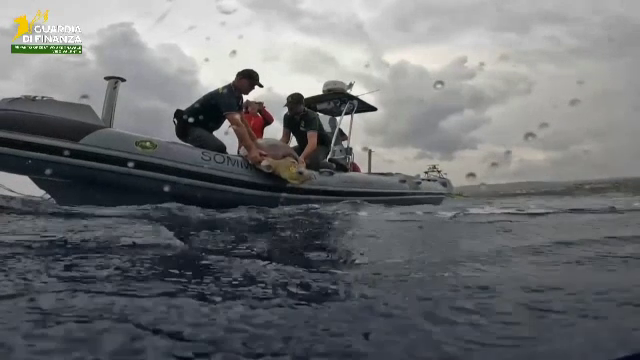 O țestoasa pe nume Ariel a primit o nouă șansă la viață. După intervenții dificile, s-a întors liberă în mare