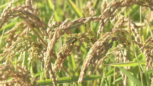 România ar putea deveni al treilea cel mai mare producător de orez din Europa, însă suprafețele cultivate sunt prea puține