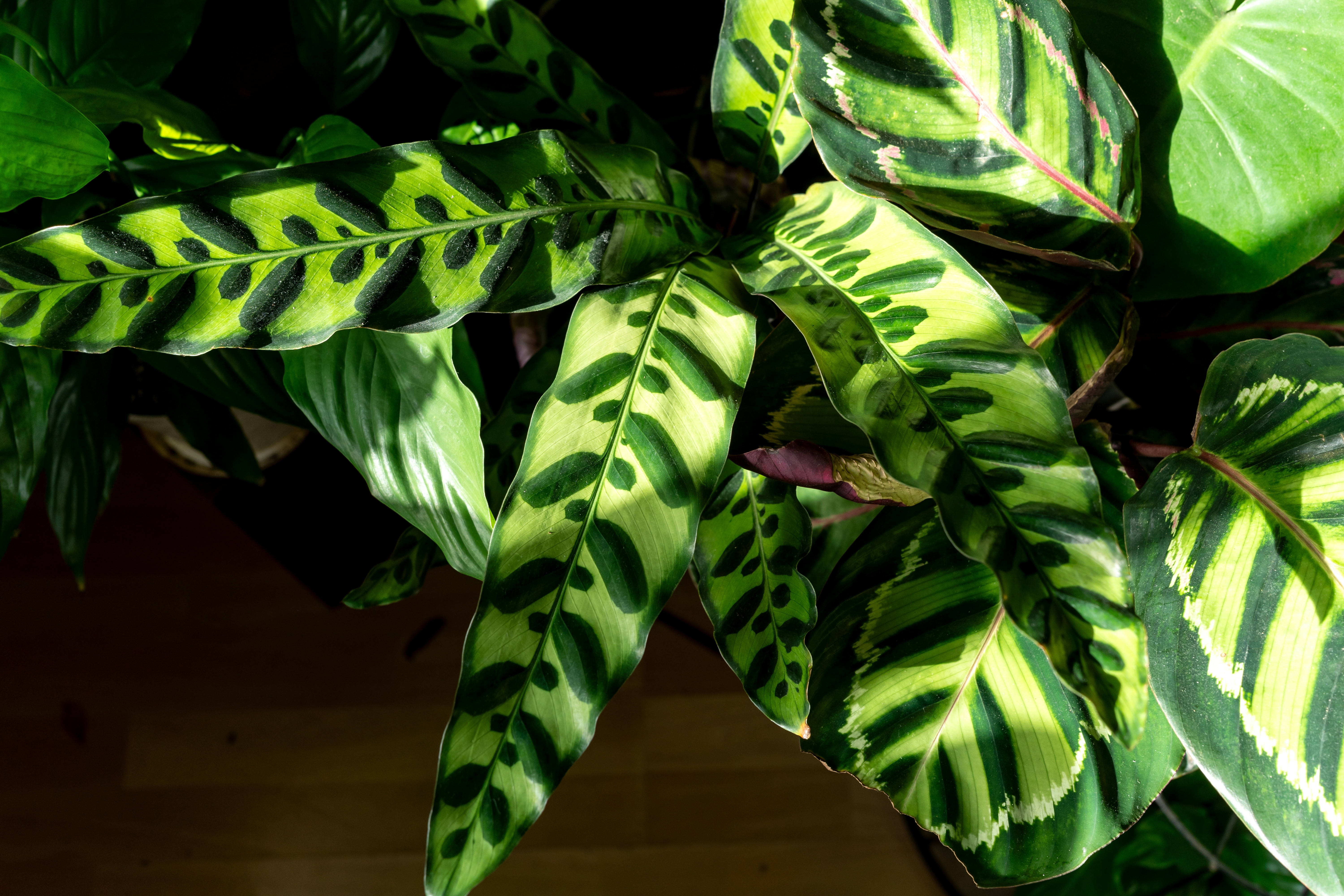 Planta Rattlesnake (Calathea lancifolia)