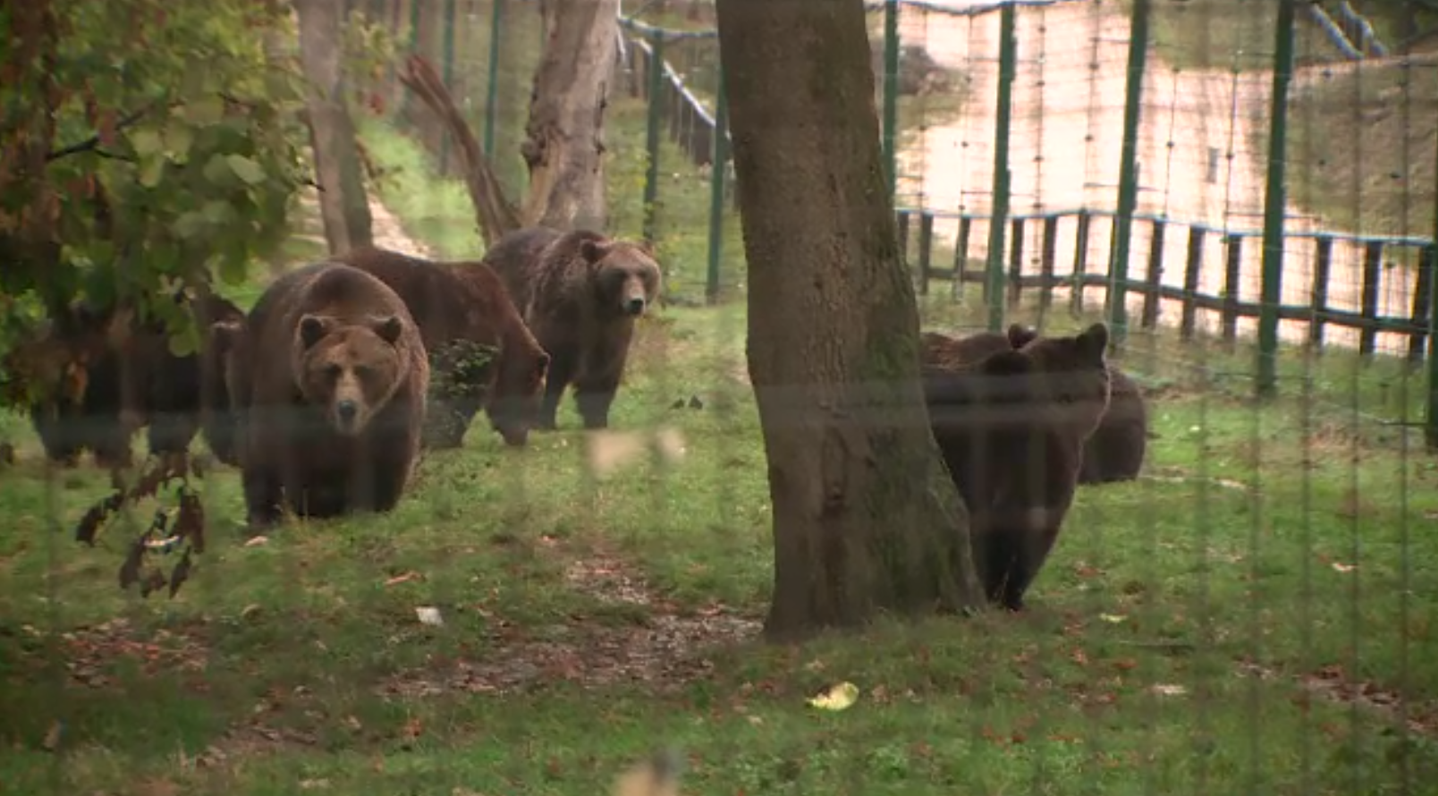 Rezervația de urși de lângă Brașov va fi gata în 2026. Aici vor fi aduse animalele care intră în localități