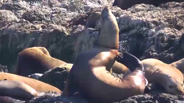 Un leu de mare cu un inel de plastic în jurul gâtului a fost salvat. Animalul are șanse să se recupereze în larg