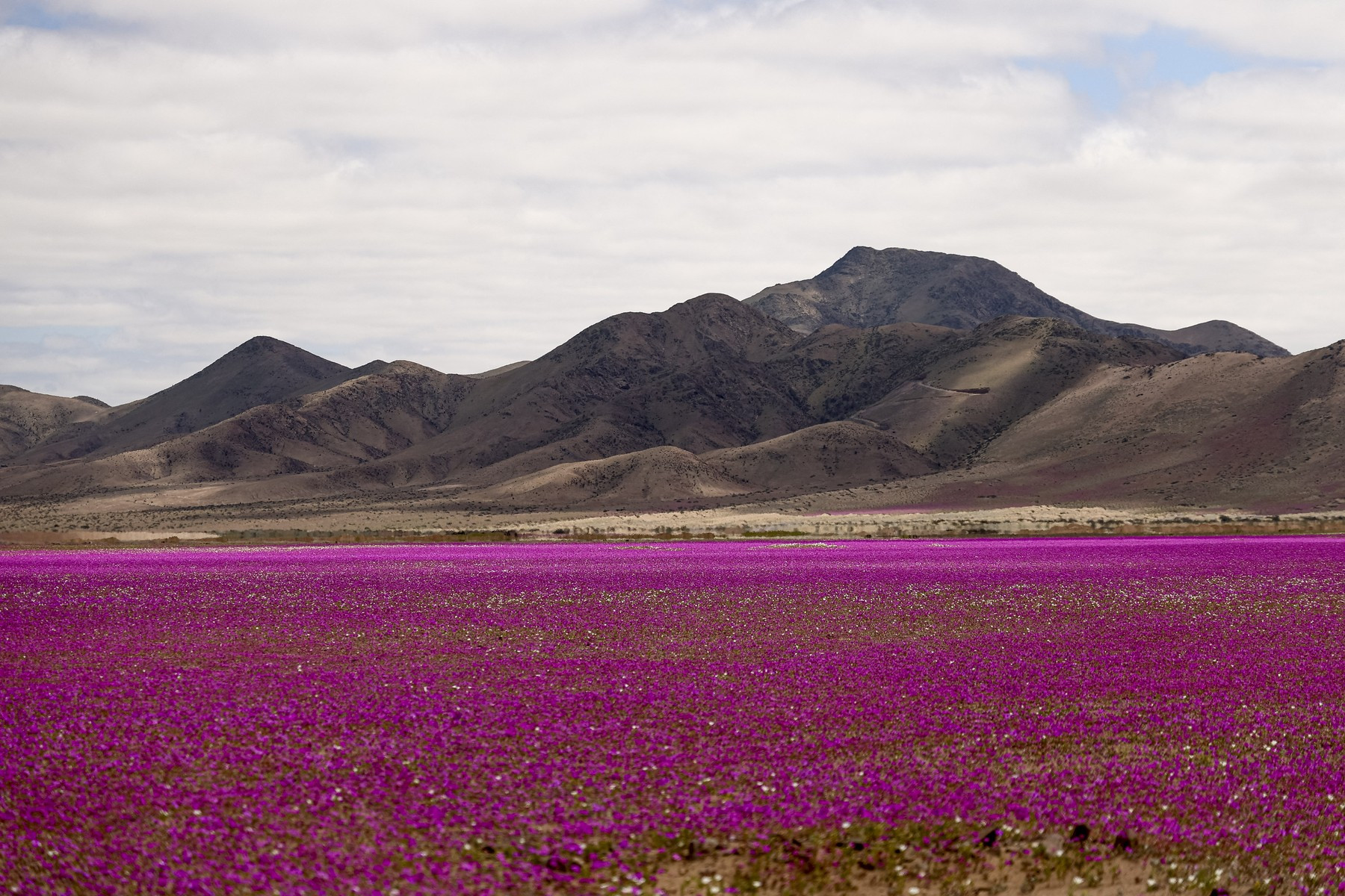 Spectacol rar în deșertul Atacama. Peste 200 de specii de plante au acoperit solul arid