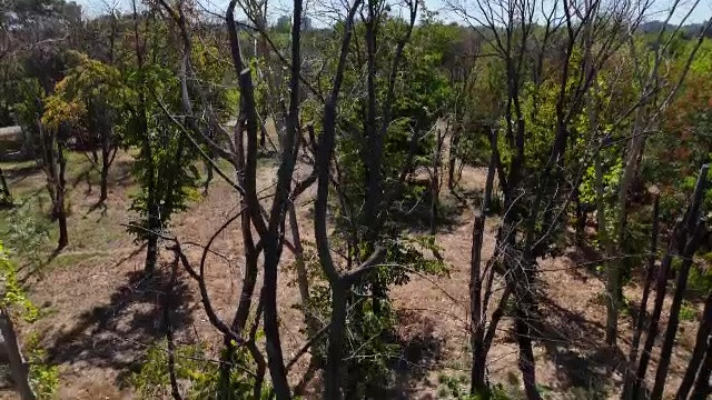 Parcurile Bucureștiului, unul dintre cele mai poluate orașe din Europa, se usucă. Autoritățile își ascund incompetența