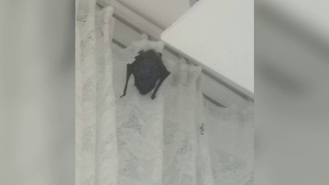 Nereguli grave descoperite în spitalele din țară. Pacienți „fantomă”, liliac găsit într-un salon și fișe medicale incorecte