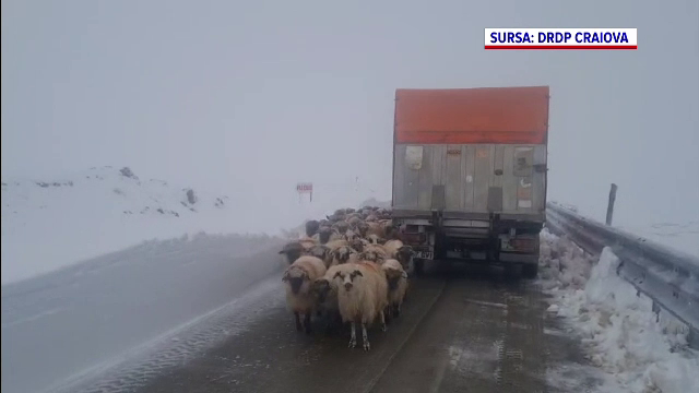 Drumarii au intervenit pe Transalpina, ca să salveze ciobanii și turmele lor. Zăpada depășea un metru