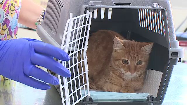 Tot mai multe animale de companie suferă de alergii. Tratamentele pot costa peste 1.000 de lei pe lună