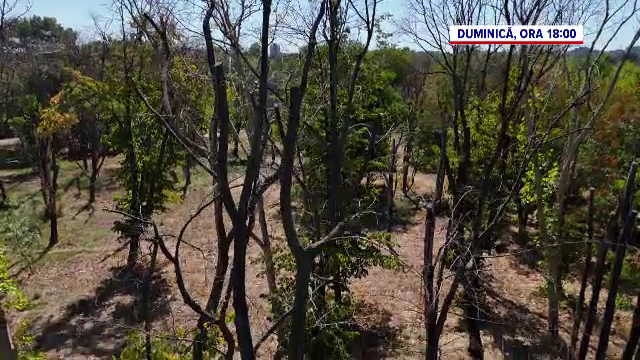 Mii de hectare de pădure, distruse de un gândac. Uscați de nepăsare – un reportaj ”România, te iubesc!”, duminică, la PRO TV