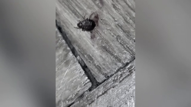 „Greva” studenților la Universitatea de Arhitectură din București. Nu mai vor să vină la cursuri de frica ploșnițelor