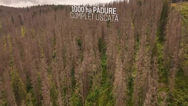 Pădurile României dispar, uscate, distruse și tăiate. Campania „Uscați de nepăsare” a ajuns pe masa lui Nicușor Dan