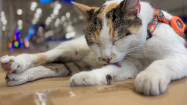 Sărbătoare locală, cu spectacole și concerte, după ce o pisică s-a întors acasă. Cum a ajuns într-un stat vecin