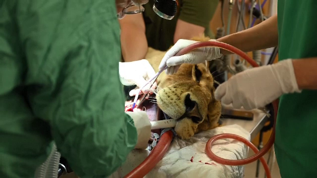 Cu leul la dentist. Cum a decurs o operație pentru scoaterea unui colț dureros de 8 centimetri