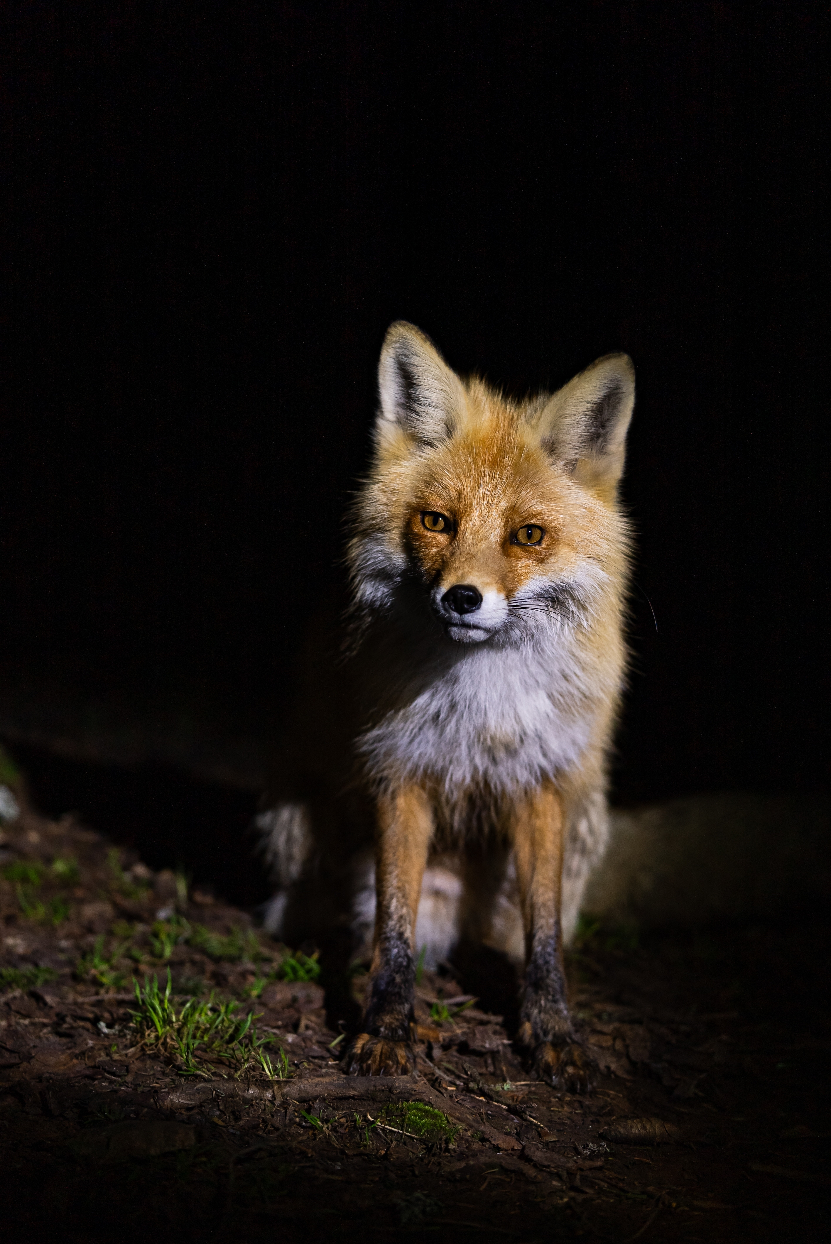 Primul animal turbat depistat în Ungaria în ultimul an. Autoritățile maghiare dau vina pe români