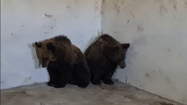 Doi pui de urs orfani, adăpostiți la Grădina Zoologică din Târgu Mureș după ce mama lor a fost ucisă