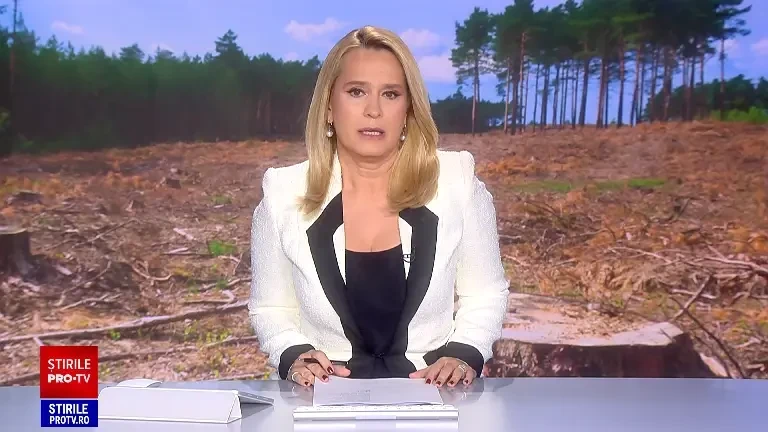 O pădure de stejar veche de peste 300 de ani a fost rasă ilegal, în Brașov. „Sunt numai urzici, iarbă și nimic”