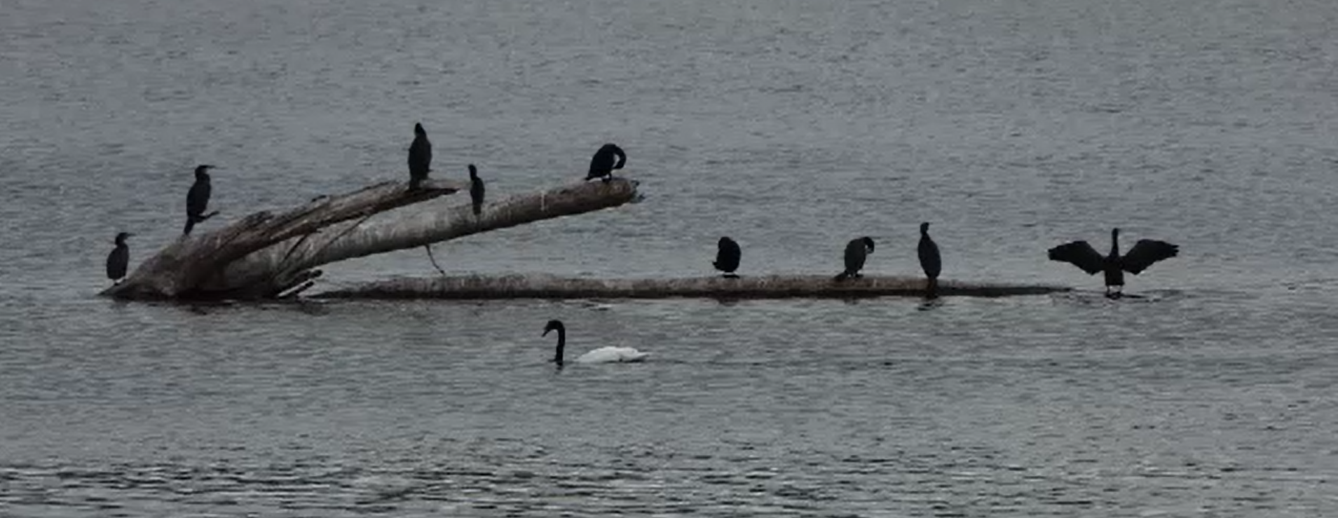 Ce a apărut pe un lac de lângă Râmnicu Vâlcea. Specia trăiește în Australia și Tasmania