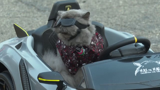 Paradă inedită în SUA. Câini și pisici îmbrăcați de Halloween au participat la o defilare în Michigan