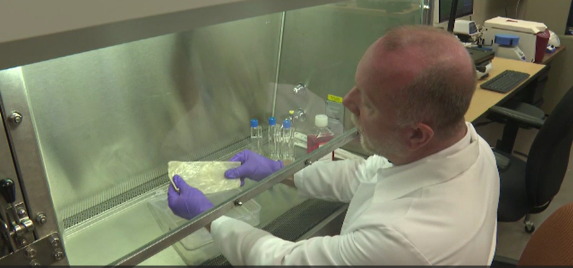 Un inginer din Carolina de Nord obține piele din celule vii de vacă. Materialul cultivat reduce poluarea industriei