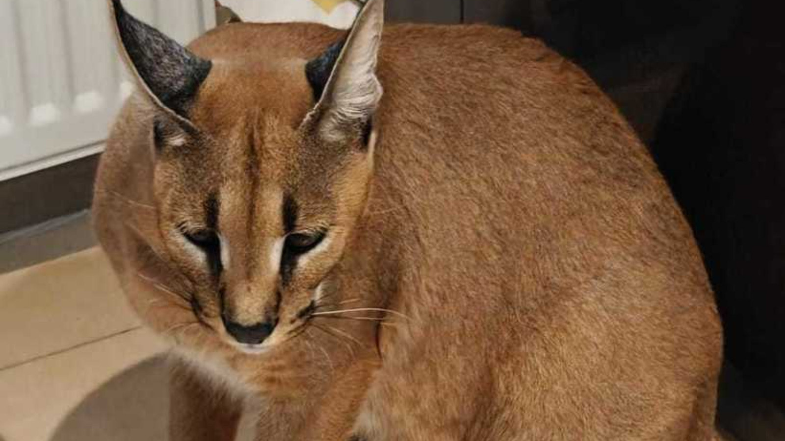 Două exemplare de râs african, găsite într-o gospodărie din Argeş. Autoritățile au demarat o anchetă