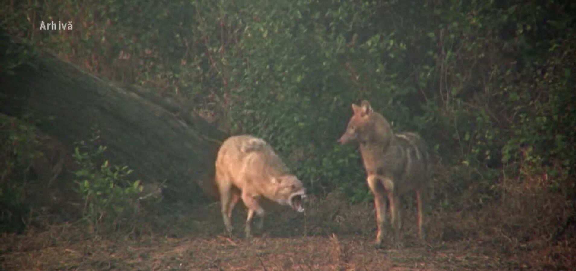 Șacalii se înmulțesc alarmant și devin o amenințare pentru fermele din sudul țării: „Dacă nu ești mereu aici, te distrug”