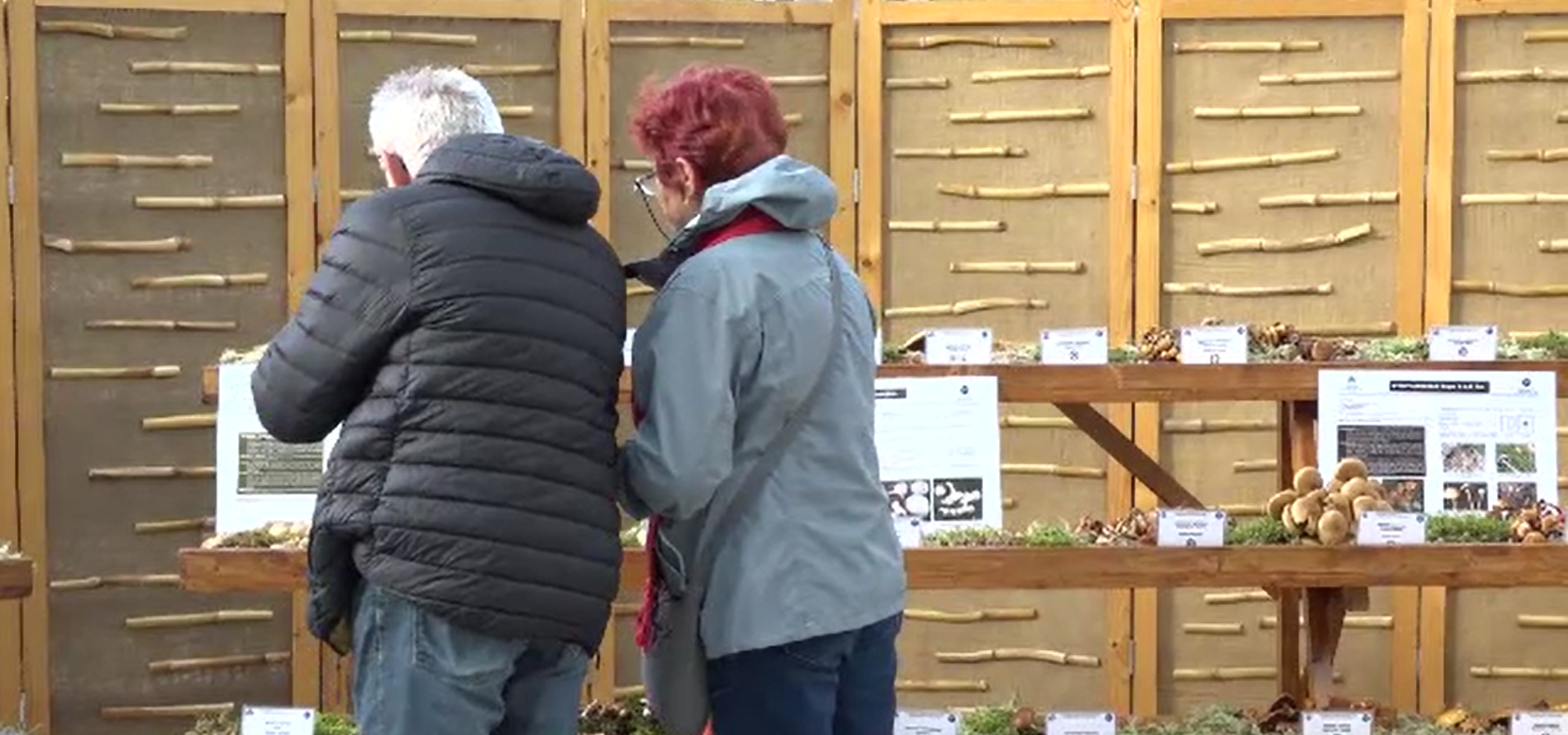 Cea mai toxică ciupercă din România. Cum o deosebim față de celelalte