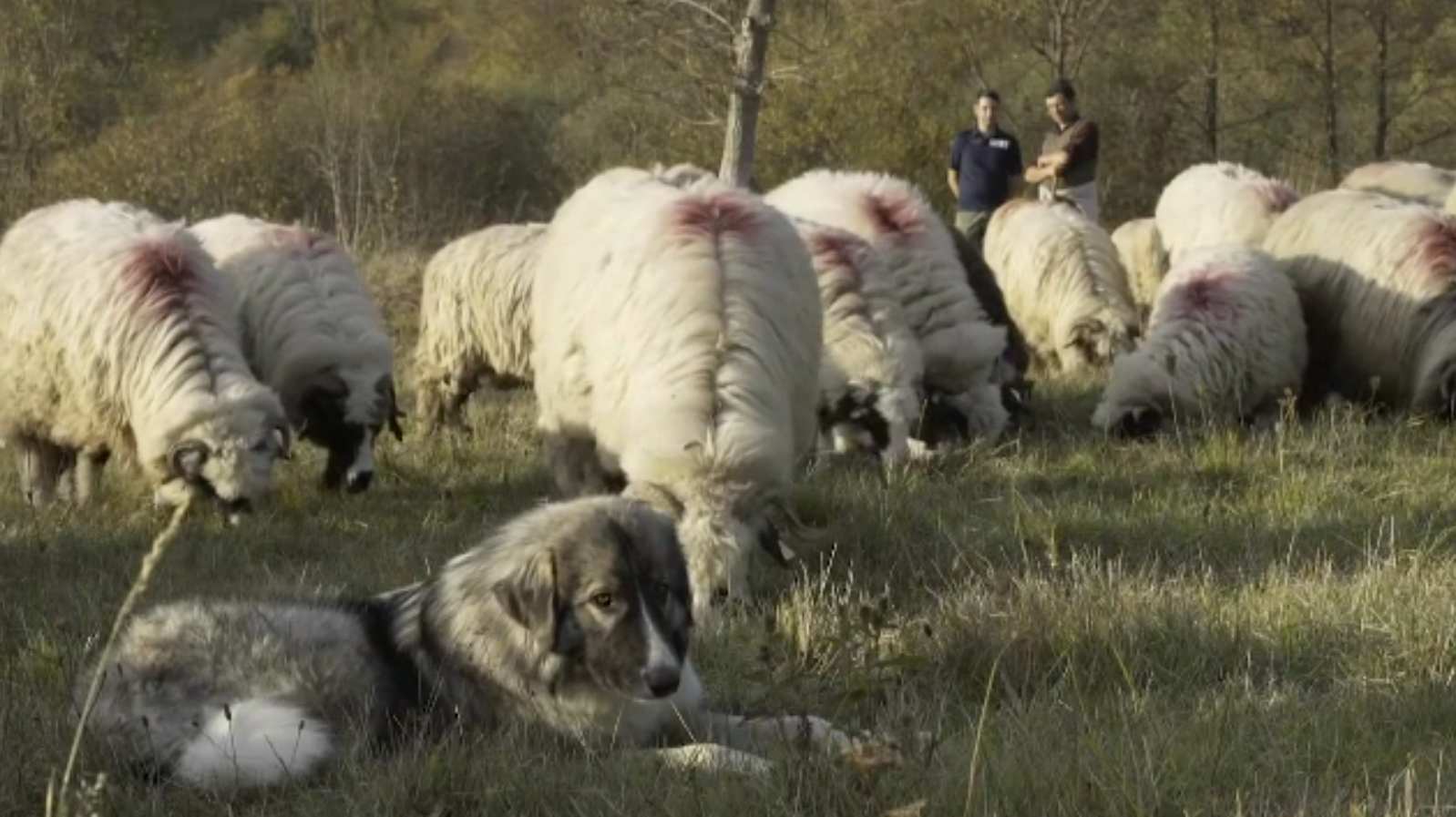 Câinii ciobănești românești cuceresc Italia: păstorii din Veneto îi cumpără pentru a-și proteja turmele de lupi