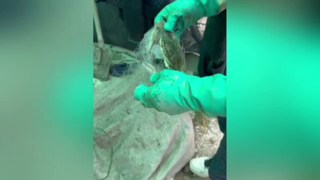 O specie apărută în apele Mării Negre sperie pescarii. „Este o populație care deja începe să fie sustenabilă”