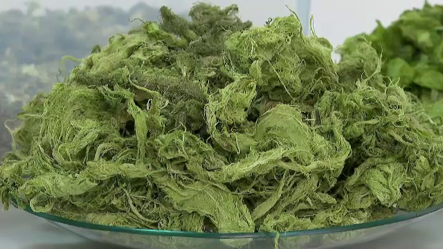 „Aurul verde al Mării Negre”. România aruncă anual mii de tone de alge care ar putea aduce profit