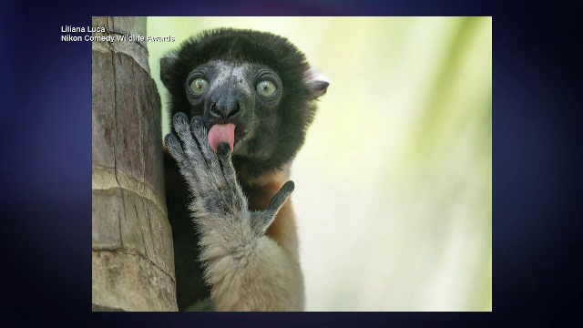Umorul și imprevizibilul naturii, imortalizat. Fotografiile finaliste la competiția Comedy Willife