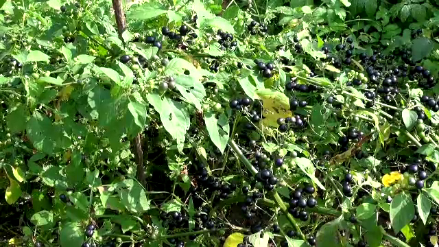 Doi copii, de 3 și de 5 ani, în stare gravă după ce au mâncat mătrăgună. Fructul provoacă delir, halucinații și chiar moarte