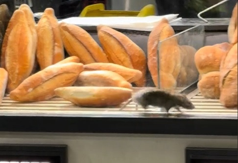 Șobolan filmat în timp ce se plimba printre produse într-o brutărie din București. ANPC a închis temporar unitatea. VIDEO