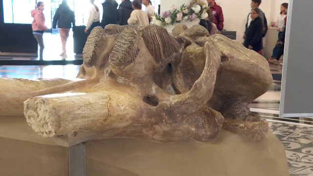 Una dintre cele mai vechi comori ale României, expusă la Palatul Culturii din Iași. ”Simți energia de acum 350.000 de ani”