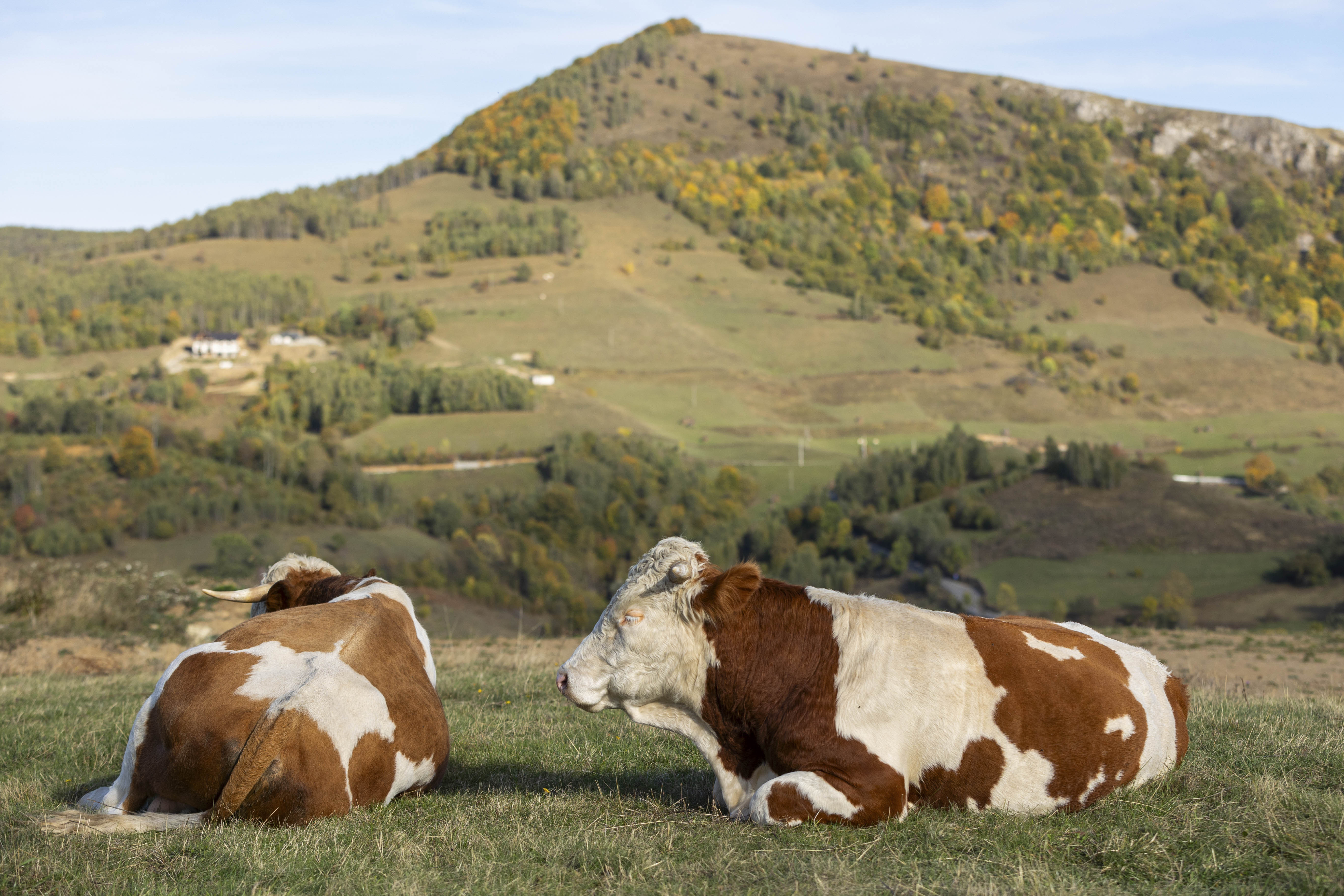 Alertă sanitar-veterinară, în județul Vaslui. Aproximativ 40.000 de bovine ar putea fi vaccinate în perioada următoare