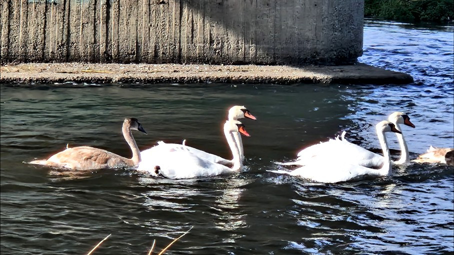 Stoluri de păsări exotice au rămas pe lacurile din Moldova, odată cu încălzirea climei. S-au amenajat deja foișoare