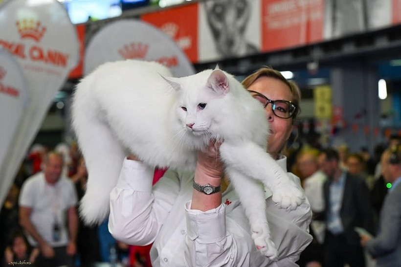 Trei pisici din România, declarate cele mai frumoase din lume la Campionatul Mondial Felin 2025