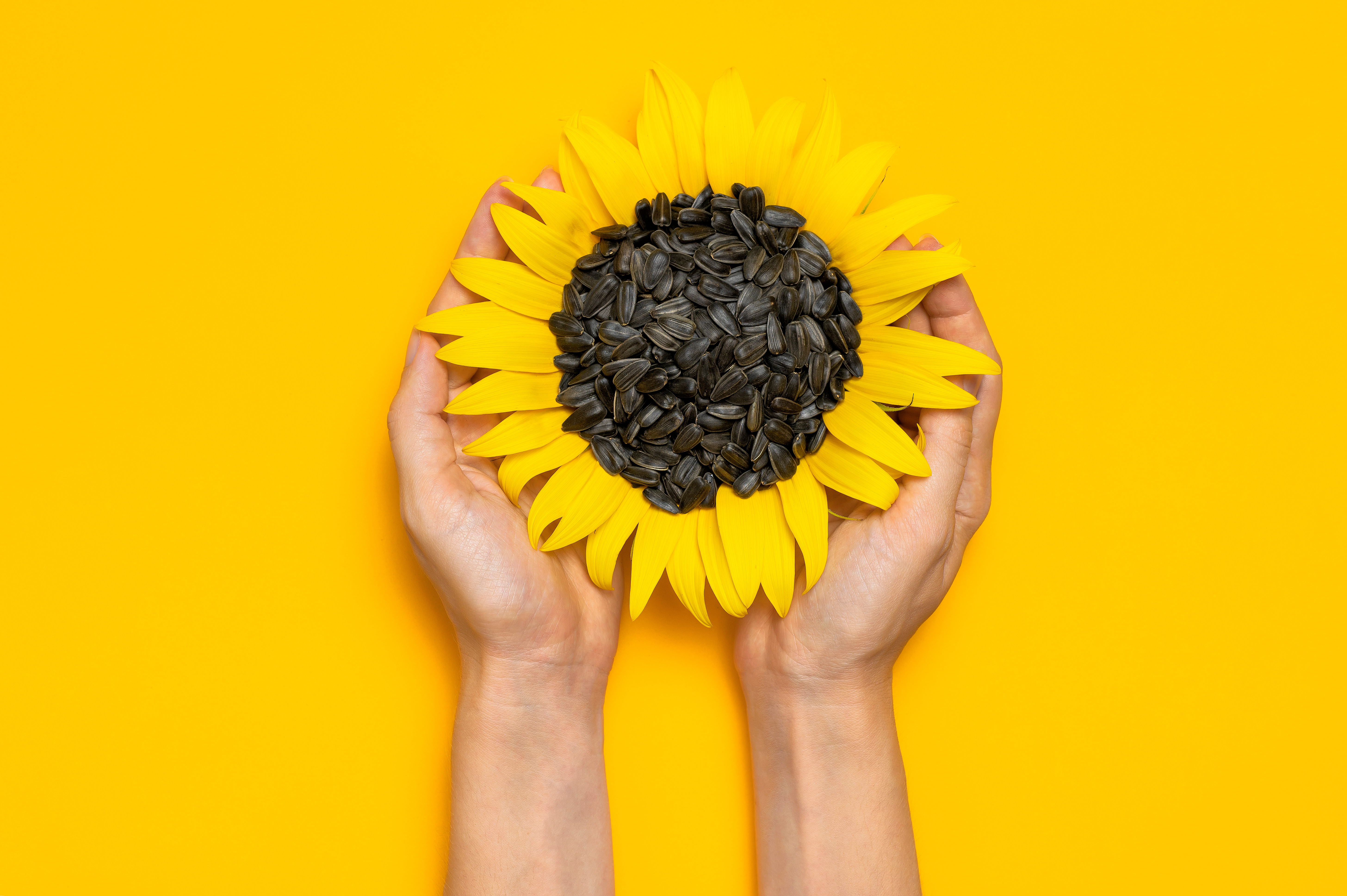 Semințe de floarea-soarelui: superalimentul ieftin care îți aduce energie și sănătate