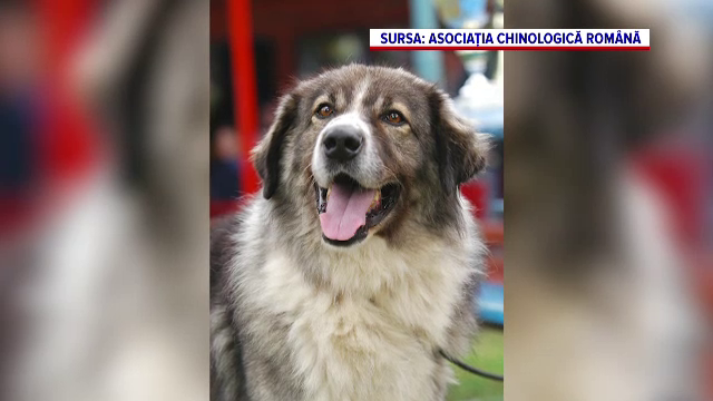 Rasele autohtone de câini ciobănești românești au fost propuse pentru patrimoniul UNESCO: „Sunt foarte ascultători”