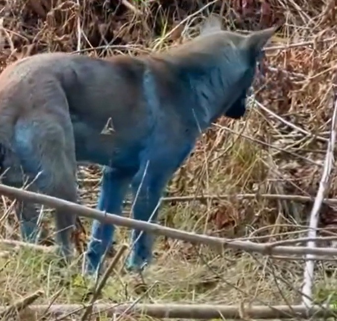 „Misterul” câinilor albaştri de la Cernobîl, elucidat de un expert ucrainean: „Este o prostie” | GALERIE FOTO