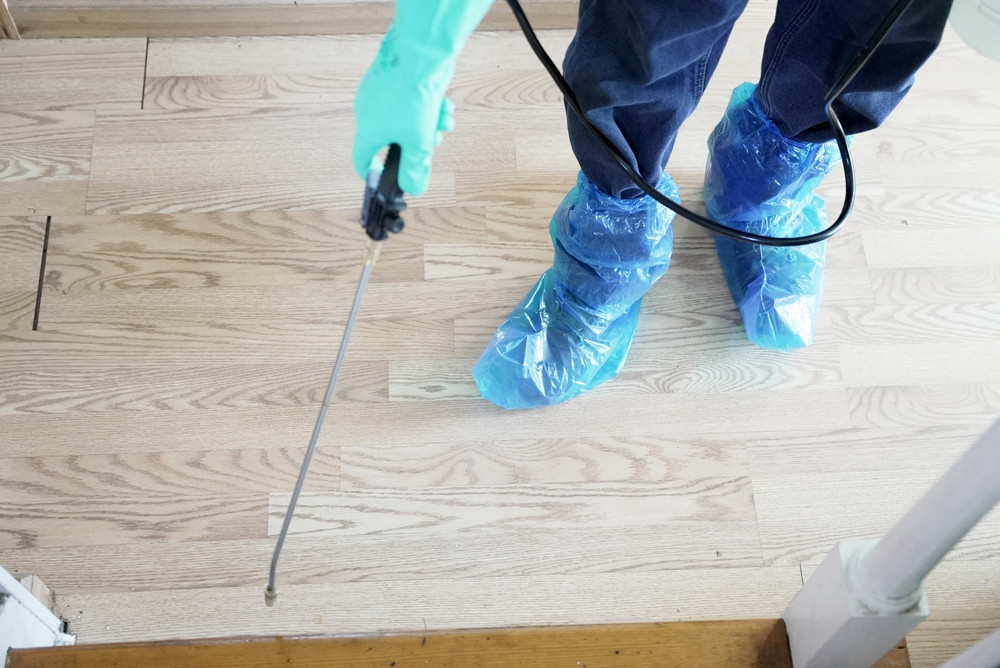 Primul semn că ai o infestare în casă, conform unui specialist în combaterea dăunătorilor