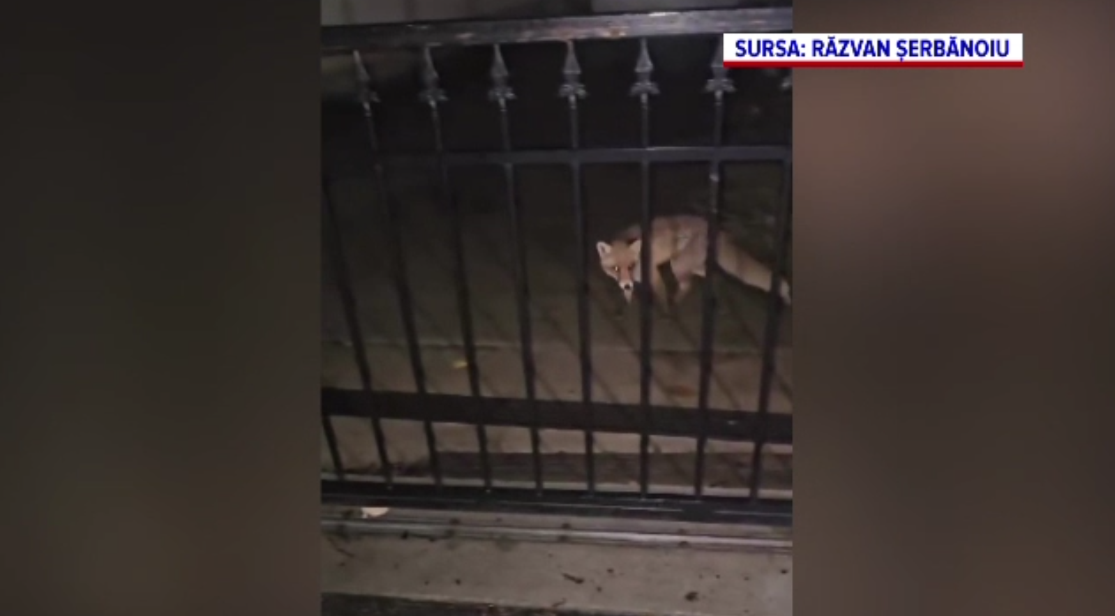 Vizitatori neașteptați la Pitești: vulpile s-au obișnuit cu oamenii și apar chiar în centrul orașului