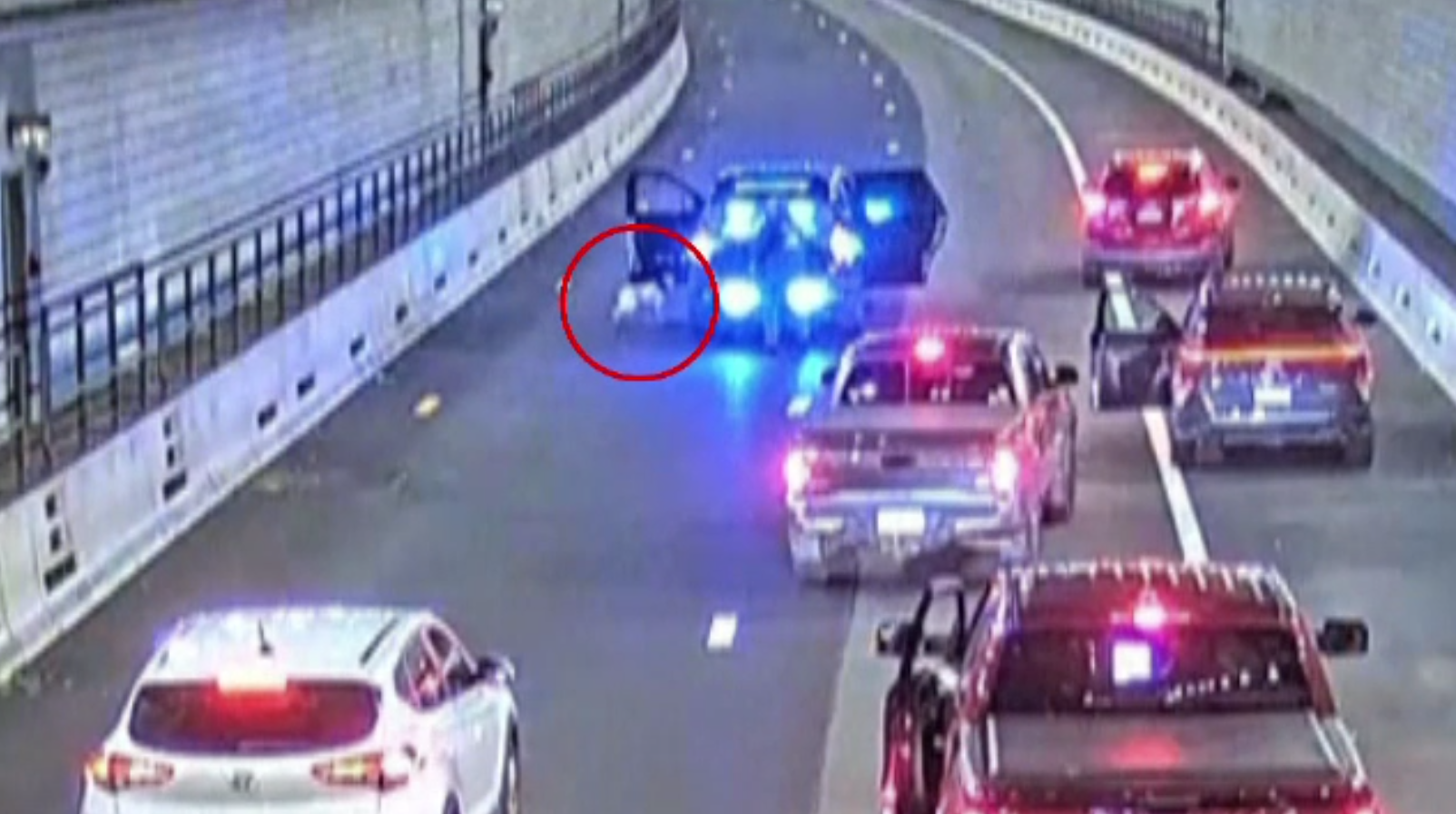 Câine pierdut, salvat ca-n filme: patrupedul a intrat singur în autospeciala poliției după o urmărire pe șosea