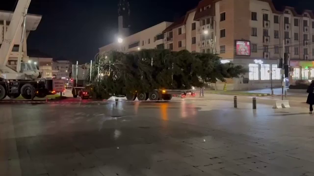 Bradul de Crăciun a ajuns la Suceava. E înalt de 15 metri, dar deocamdată nu e luminat