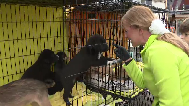 Târg de adopții la Timișoara. Zeci de căței și pisici și-au căutat casă înaintea iernii. „Le-as lua pe toate daca aș putea”
