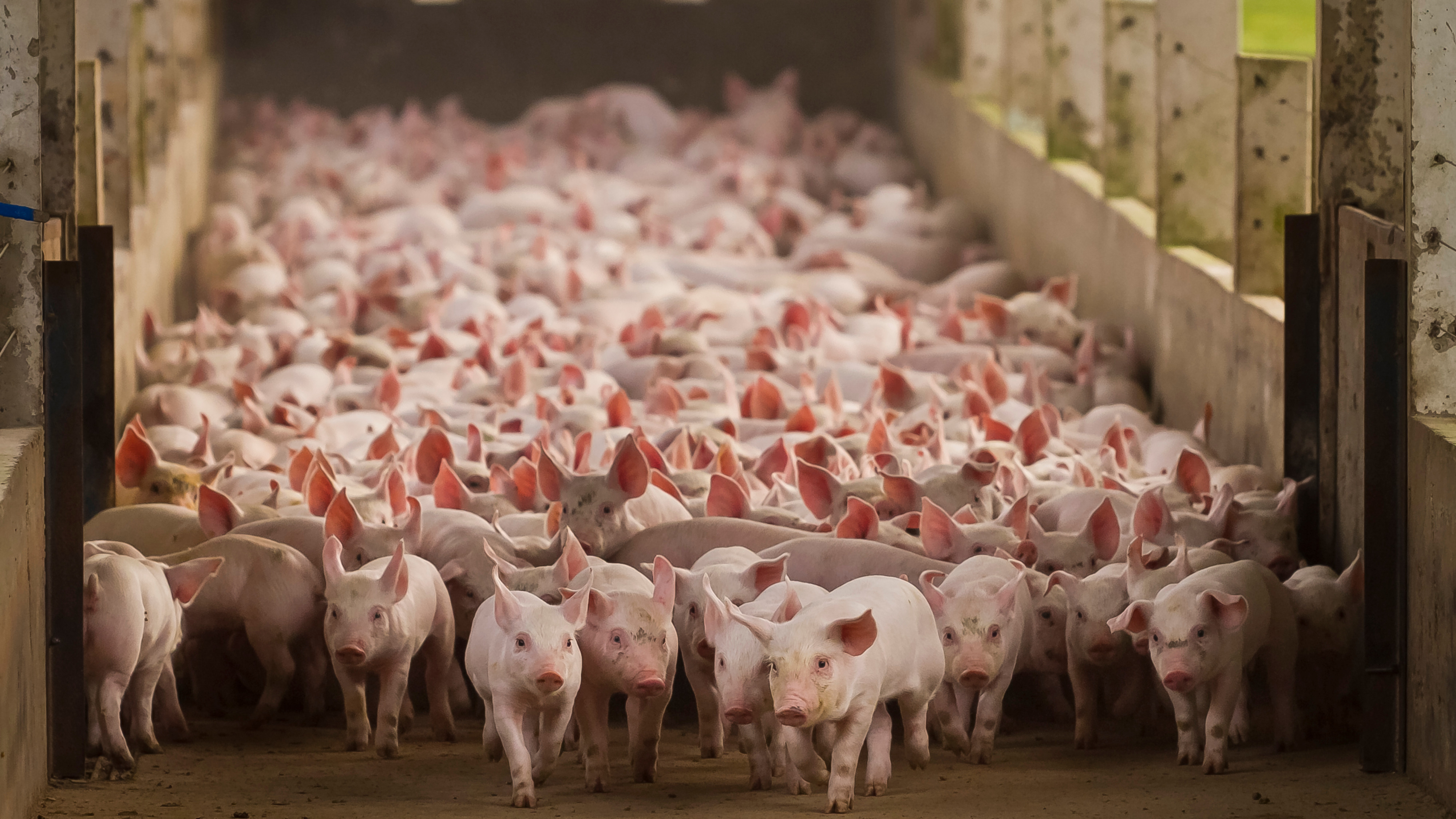 România, pe primul loc la focare de pestă porcină. Virusul rezistă doi ani și închide ferme întregi