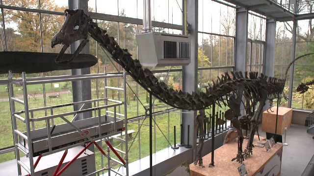 „Aurora”, un dinozaur gigant, este scos la vânzare. Milioane de euro pentru scheletul preistoric. Cum vor fi investiți banii