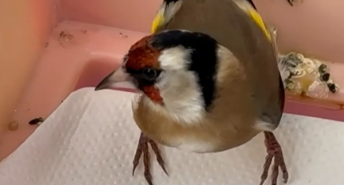 Păsări cântătoare, ademenite din păduri de braconieri. Multe au fost găsite în locuința unui bărbat din Târgu Mureș