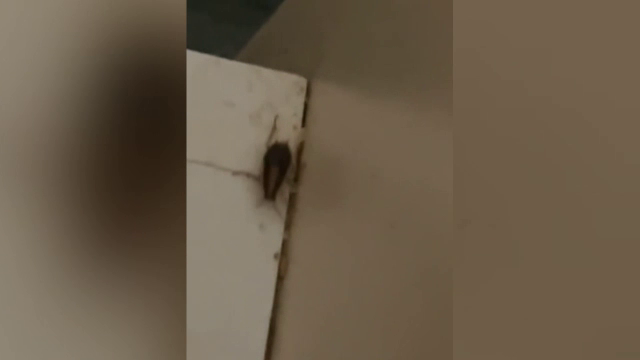 Gândaci filmați de pacienți într-un salon al spitalului din Slatina. Ce a descoperit DSP în urma unor verificări