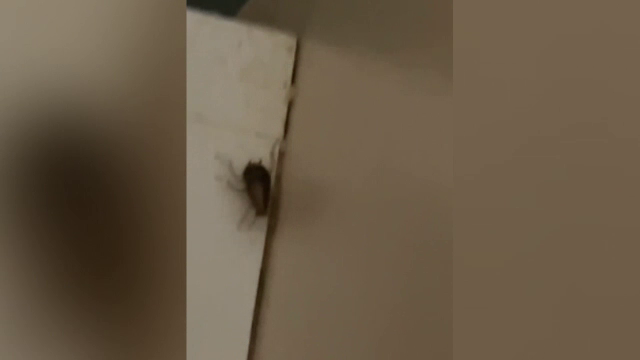 Răspunsul conducerii Spitalului Județean Slatina după ce au apărut imagini cu gândaci în băi. DSP a depistat nereguli grave